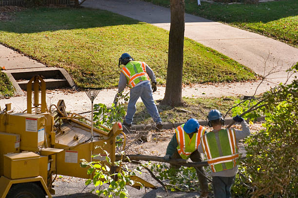 How Our Tree Care Process Works  in  Galax, VA